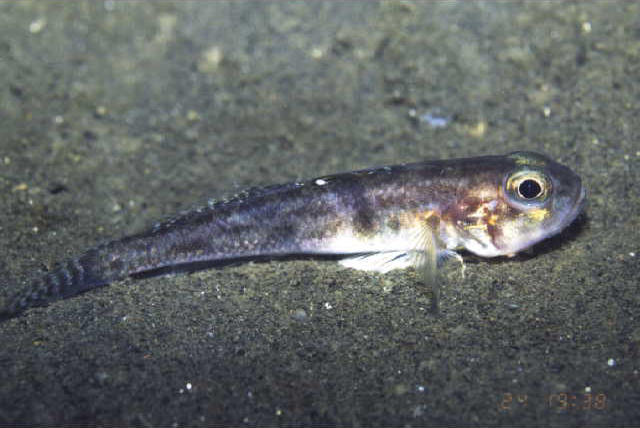 Amblychaeturichthys sciistius